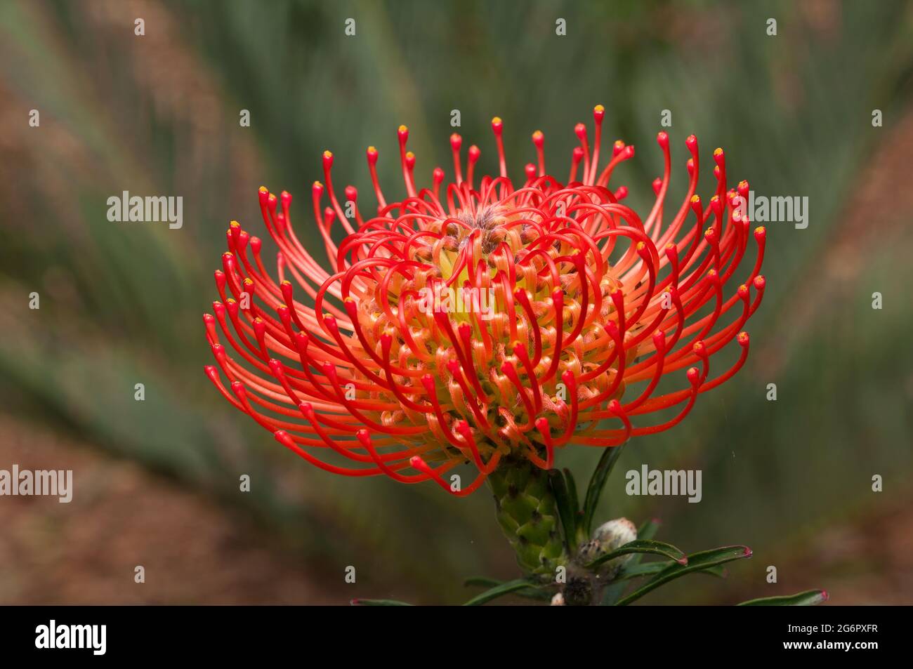 Sydney Australia, bright red flowerhead of a Leucospermum x lineare shrub Stock Photo