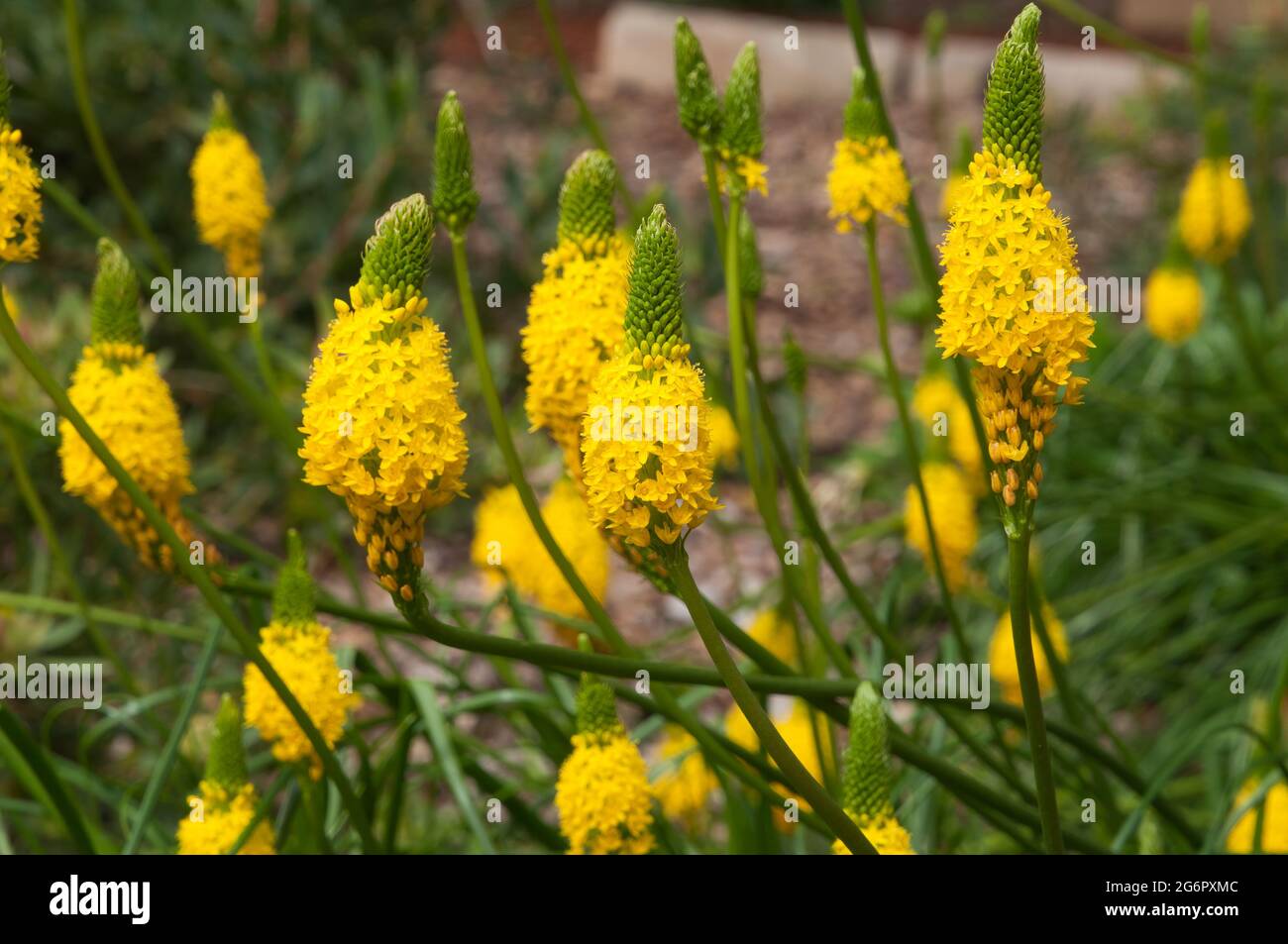 Sydney Australia, bright yellow flowers of a bulbine latifolia bush a native to southern africa Stock Photo