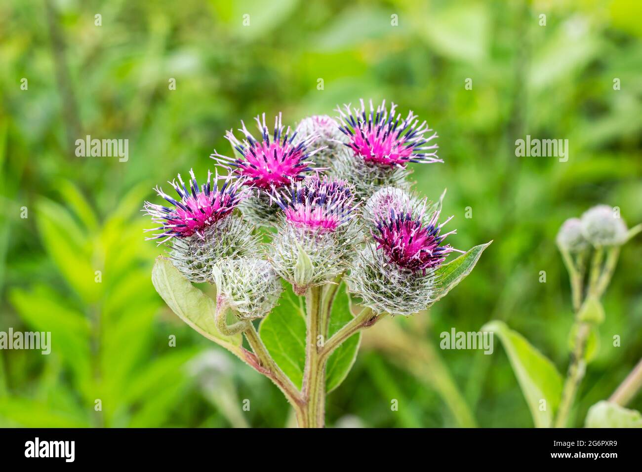 Green leaves and purple flowers of a wild greater burdock (Arctium ...