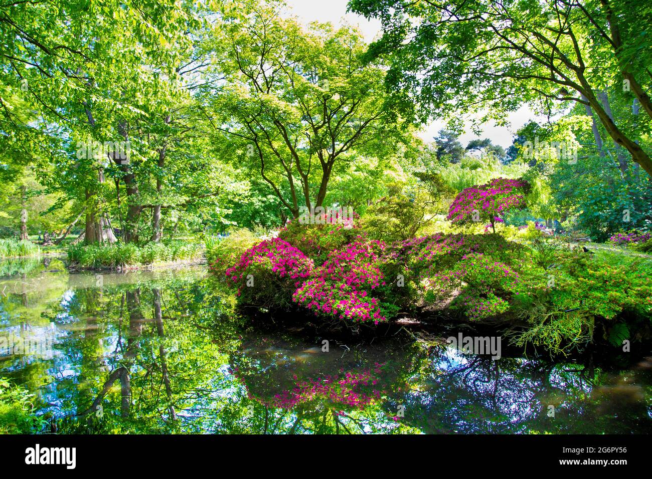 Woodland Garden in Bushy Park, East Molesey, London, UK Stock Photo