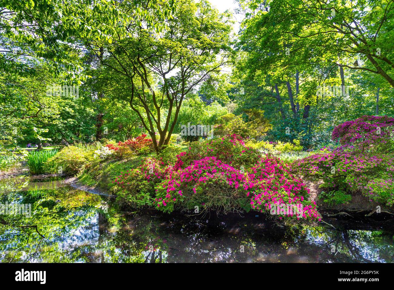 Woodland Garden in Bushy Park, East Molesey, London, UK Stock Photo Alamy