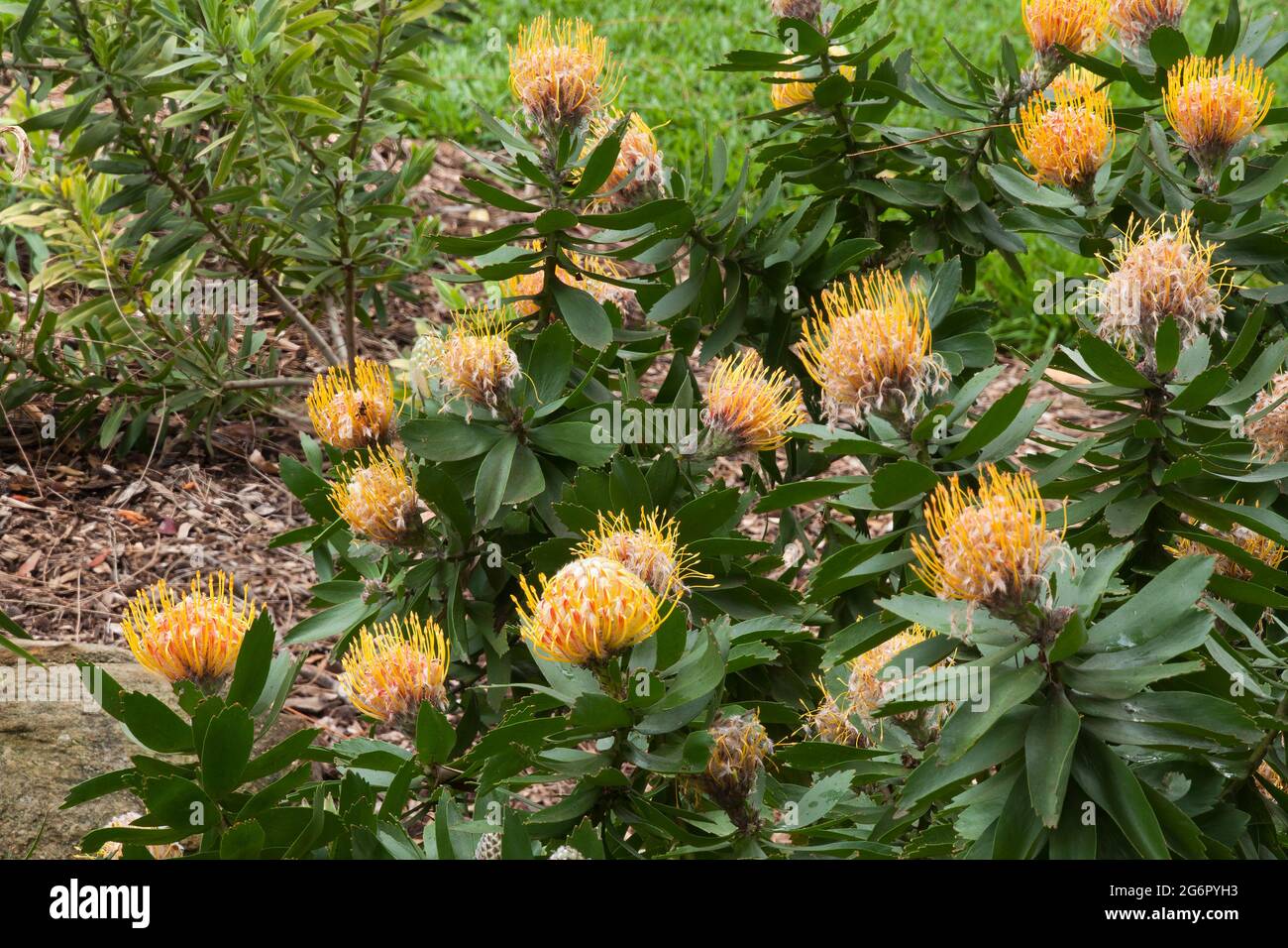 Sydney Australia, flowering leucospermum x cuneiforme "carnival orange" shrub native to south africa Stock Photo