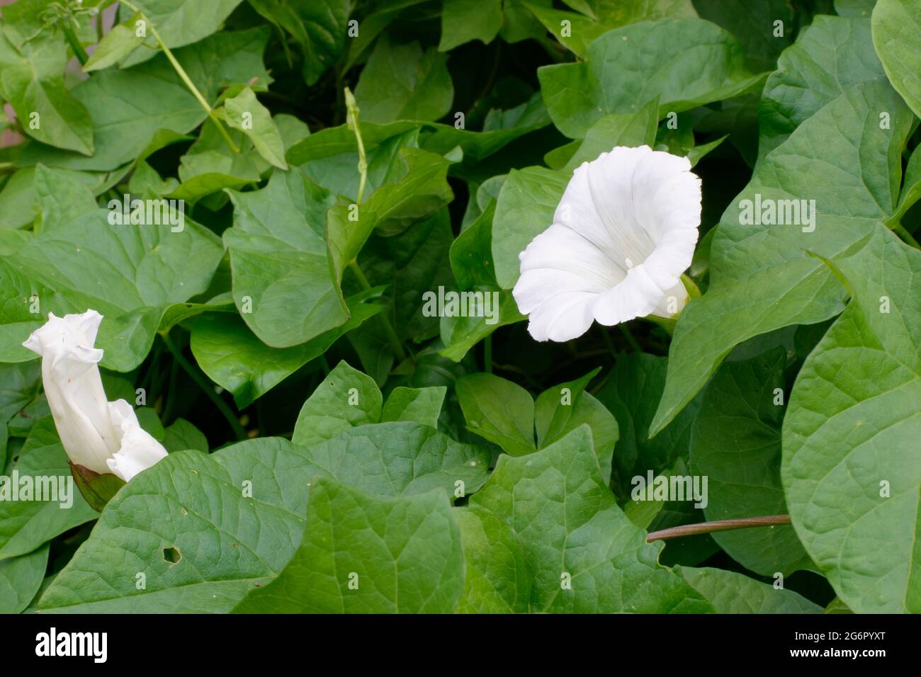 Hedge Bindweed - Calystegia sepium, Flower & Bud among Leaves Stock Photo