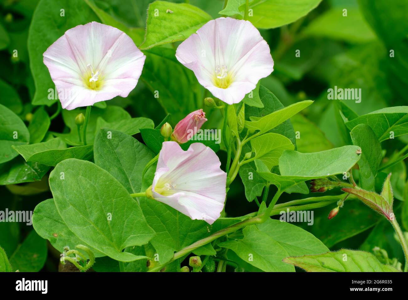 Field Bindweed Convolvulus arvensis, three flowers with buds & leaves Stock Photo Alamy
