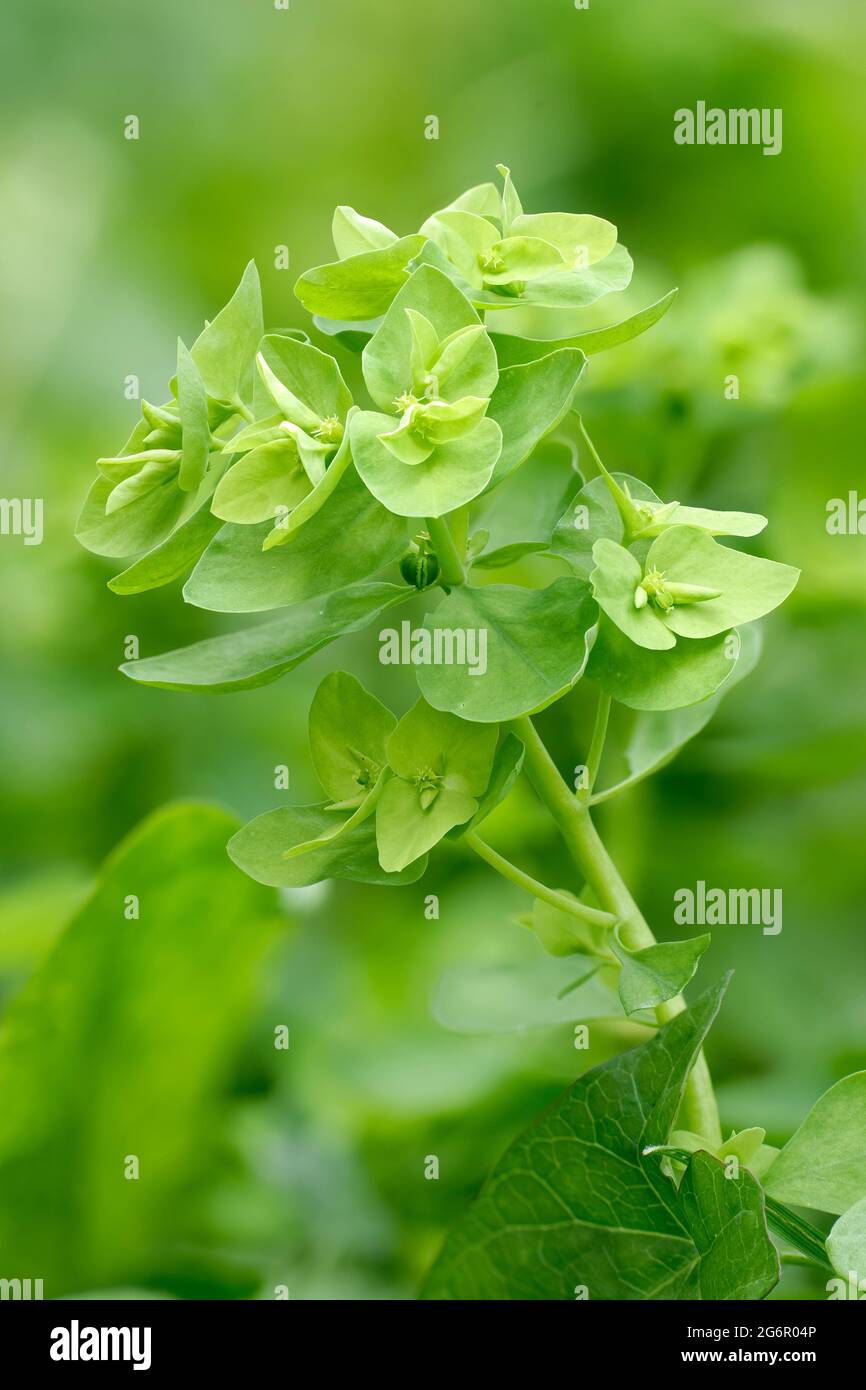 Petty Spurge - Euphorbia peplus, a common Garden Weed Stock Photo