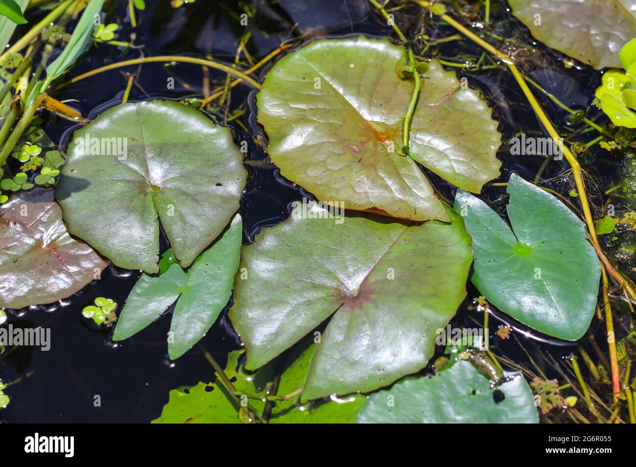 Green leaf over the water for wallpaper. Leaves on water background. Stock Photo