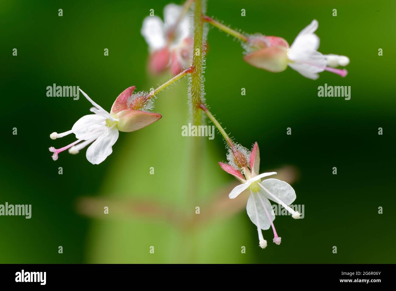 Enchanter's-nightshade - Circaea lutetiana, closeup of flowers Stock Photo