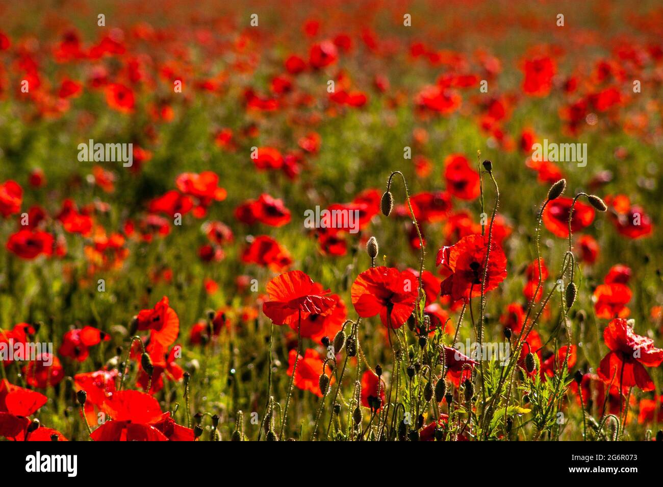 Wild Red Poppies flowering in a wheat field Stock Photo - Alamy
