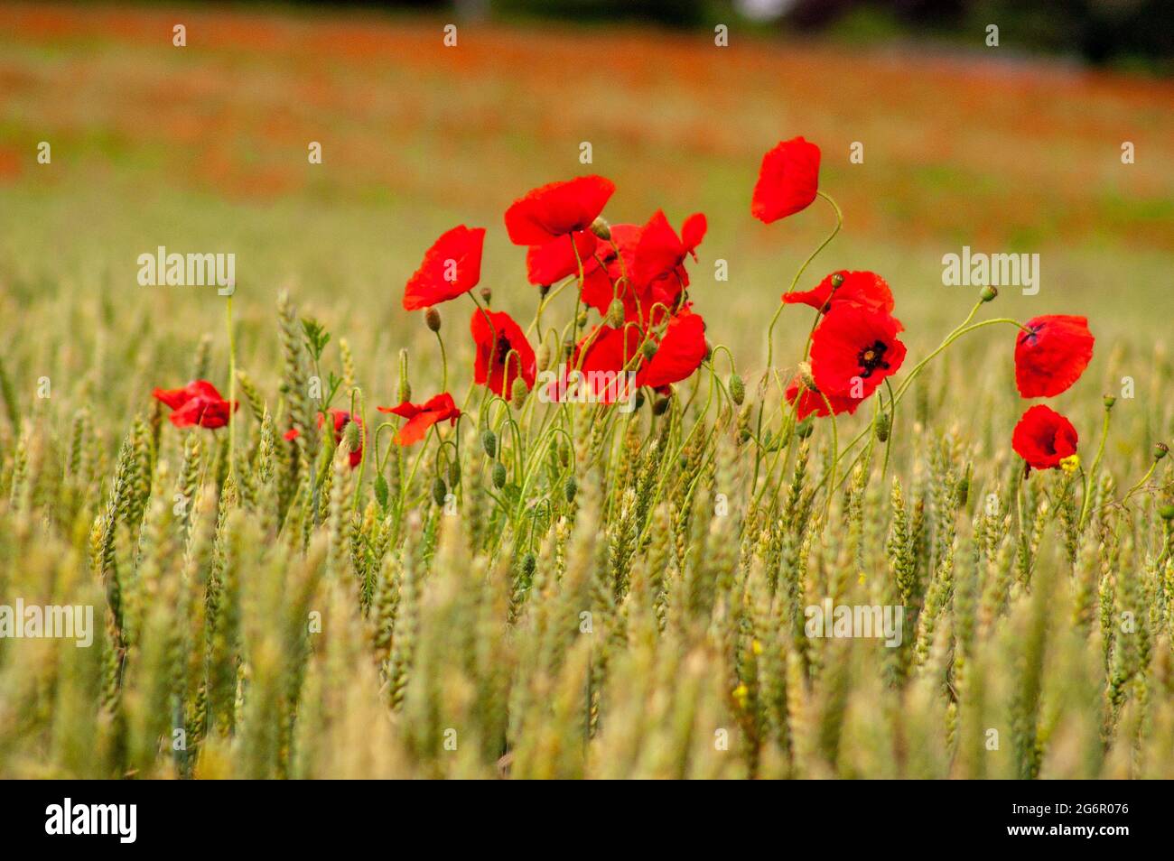 Wild Red Poppy growing in a wheat field Stock Photo - Alamy