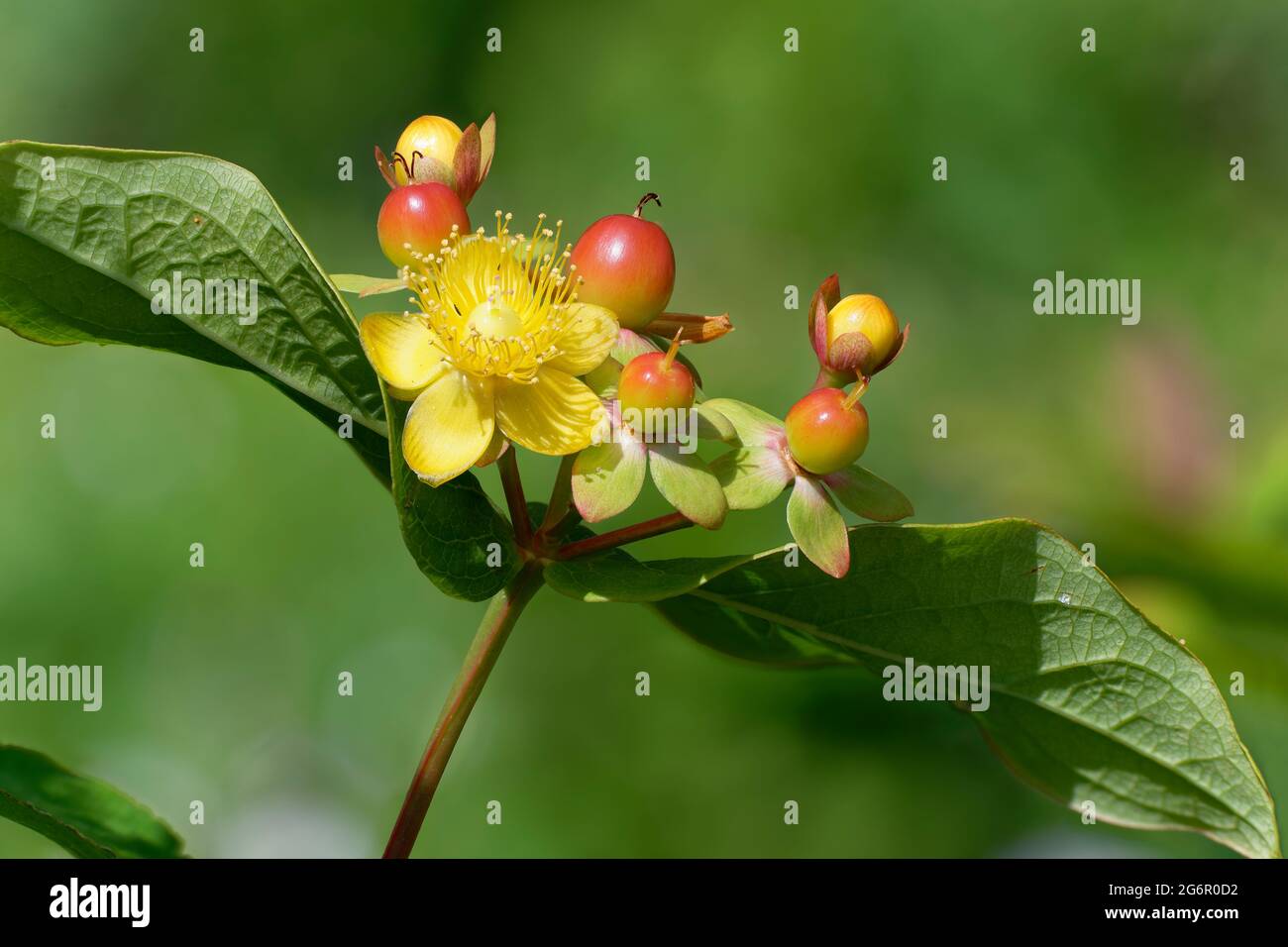Tutsan - Hypericum androsaenum, yellow flower, red berries & leaves closeup Stock Photo