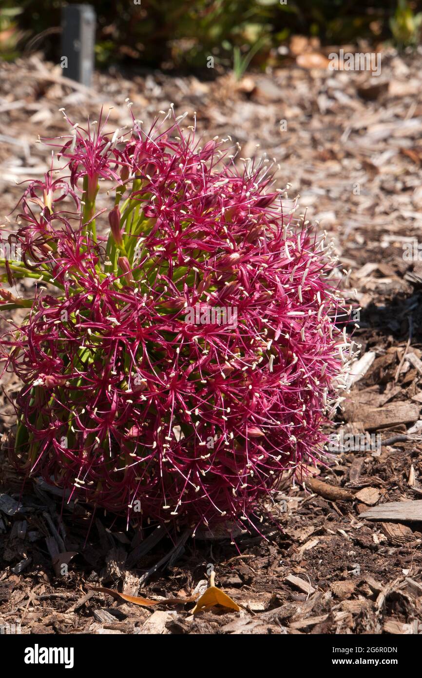 Sydney Australia, pink flowers of a boophone disticha or tumbleweed a native of  Africa Stock Photo