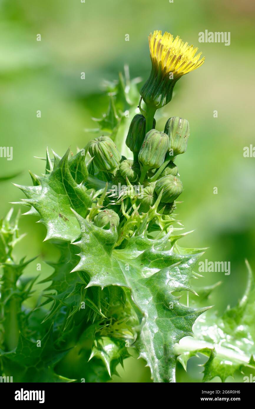 Prickly or Rough Sow-thistle - Sonchus asper, Single flower with buds & leaves Stock Photo