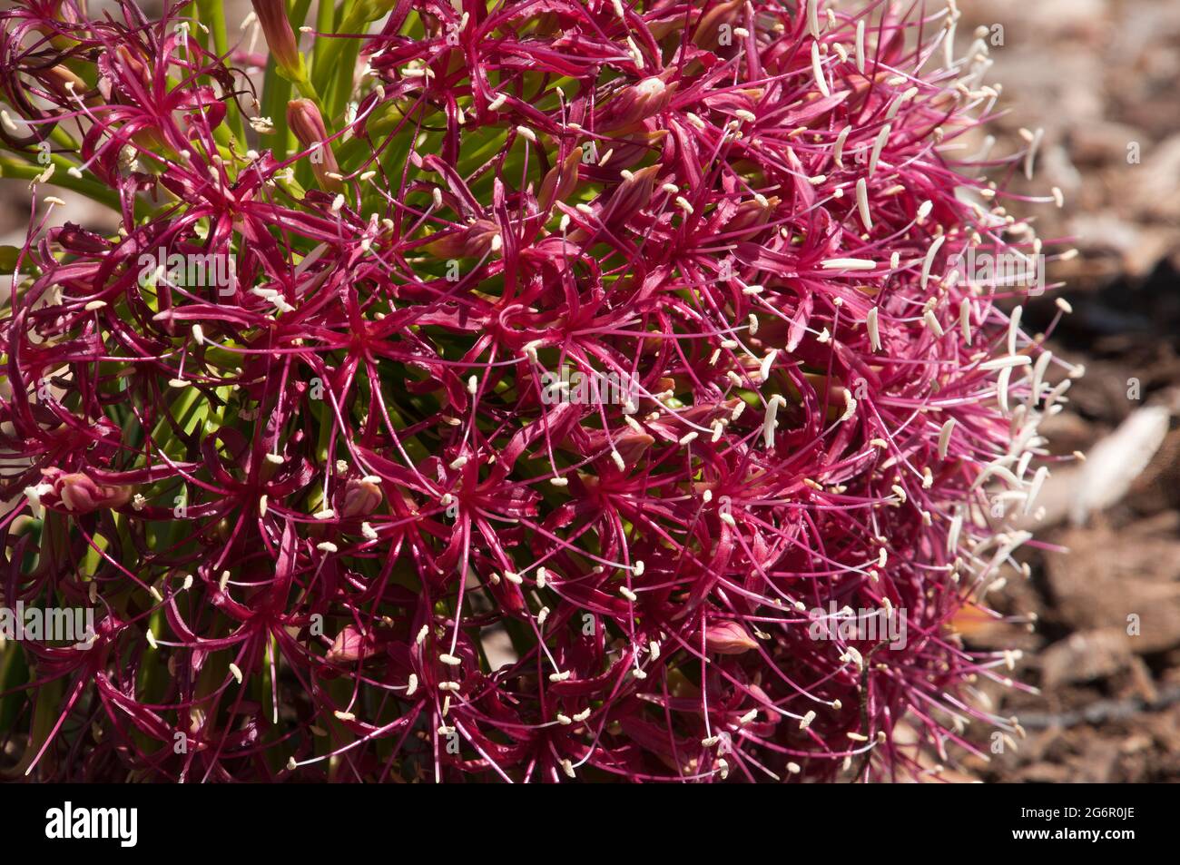 Sydney Australia, close-up of pink flowers of a boophone disticha or tumbleweed a native of  Africa Stock Photo