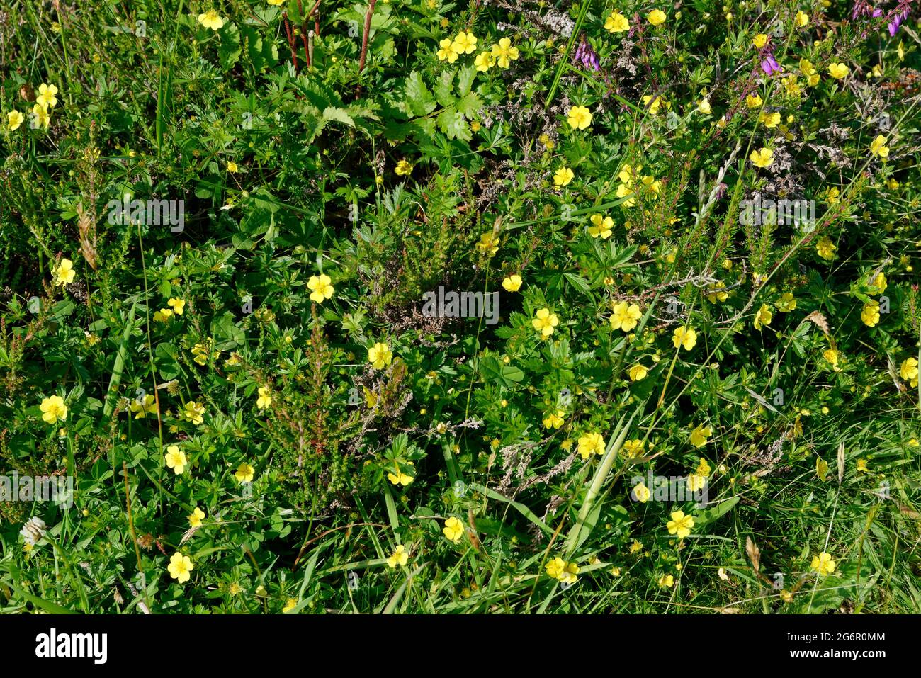 Tormentil - Potentilla erecta, whole plant with flowers among heather Stock Photo