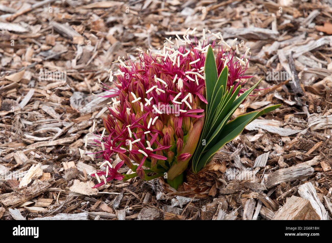 Sydney Australia, head of pink flowers of a Boophone disticha or tumbleweed a native of  Africa Stock Photo