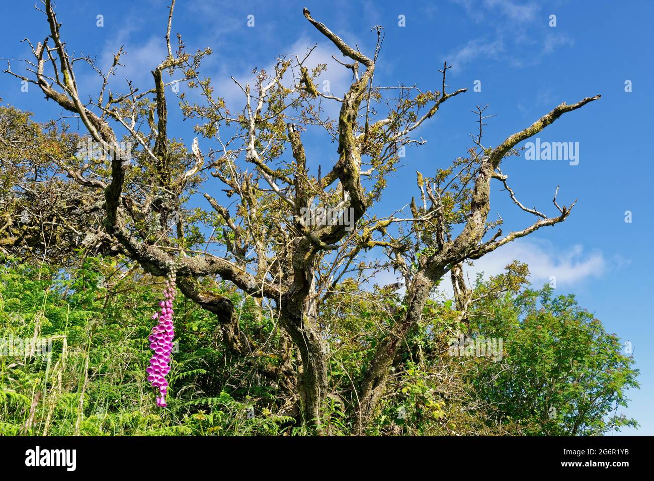 Foxgloves - Digitalis purpurea with old Hawthorn Tree, Exmoor, Somerset Stock Photo