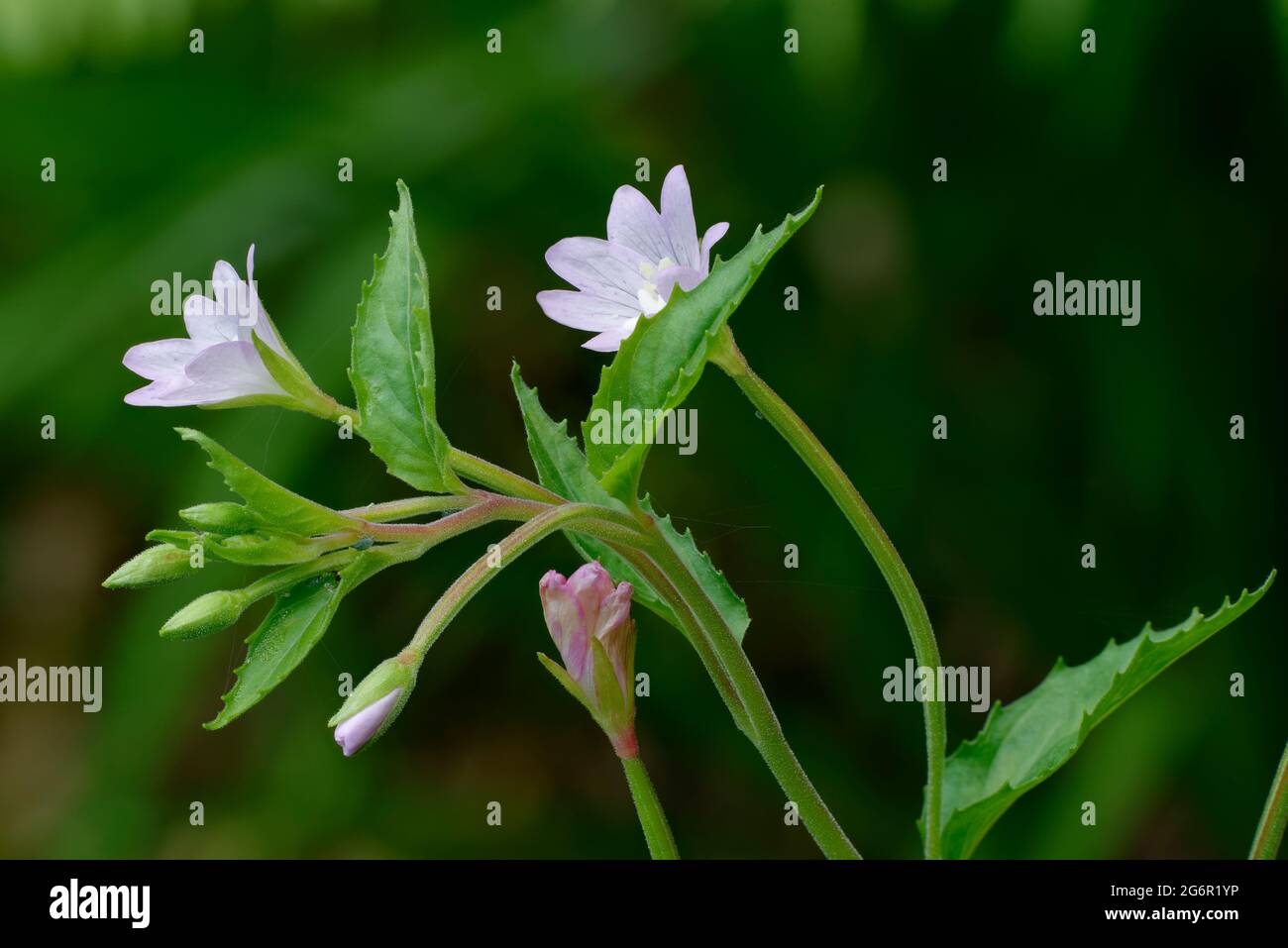 Broad-leaved Willowherb - Epilobium montanum, Flowers, Buds & Leaves Stock Photo