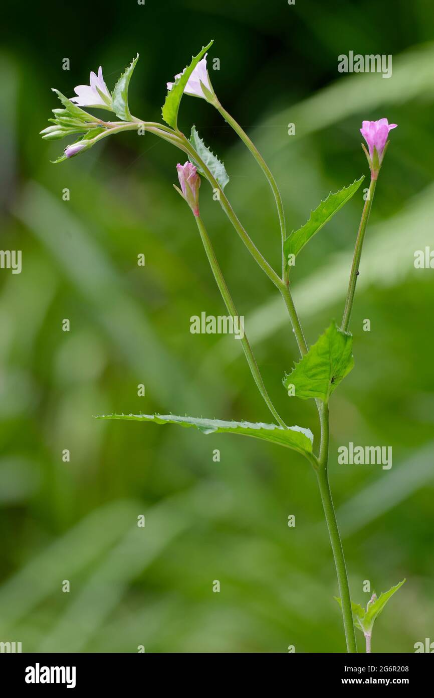 Broad-leaved Willowherb - Epilobium montanum, Flowers, Buds & Leaves Stock Photo