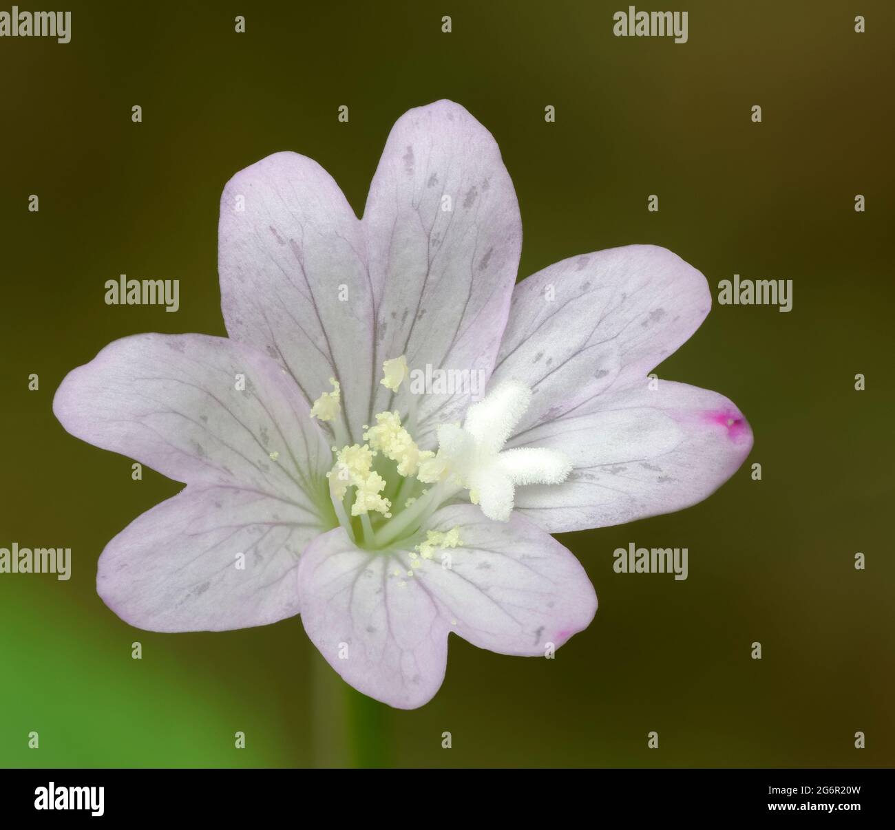 Broad-leaved Willowherb - Epilobium montanum, closeup of flower showing 4-lobed stigma Stock Photo