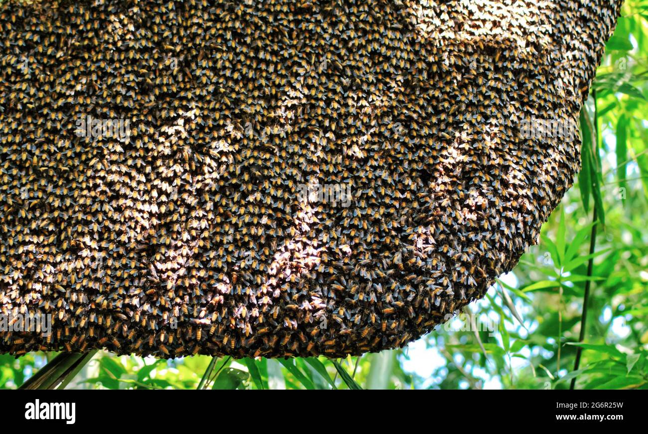 Selective focus. Close up of bees. Swarm of bees, their thousands, and the queen bee. Catching the bee swarm. Beekeeping background. Beekeepers day. Stock Photo