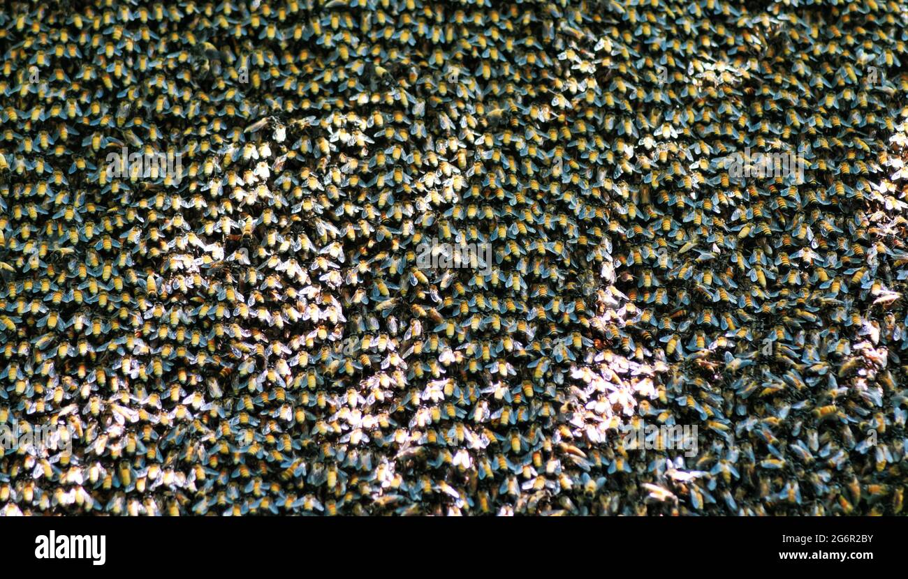Selective focus. Close up of bees. Swarm of bees, their thousands, and the queen bee. Catching the bee swarm. Beekeeping background. Beekeepers day. Stock Photo