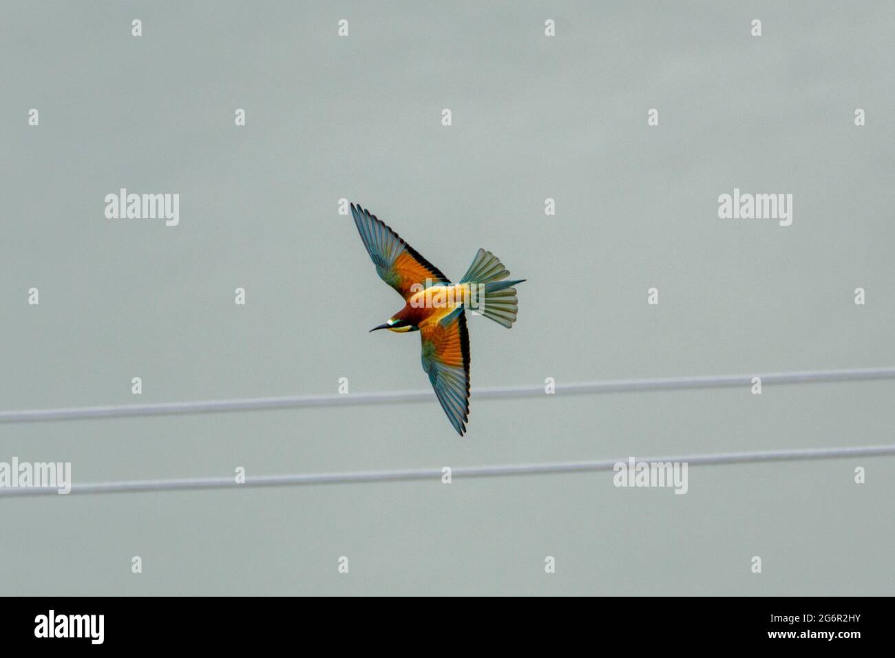merops apiaster in flight Stock Photo