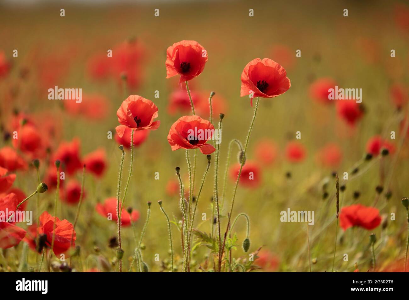 Poppyfields High Resolution Stock Photography and Images - Alamy