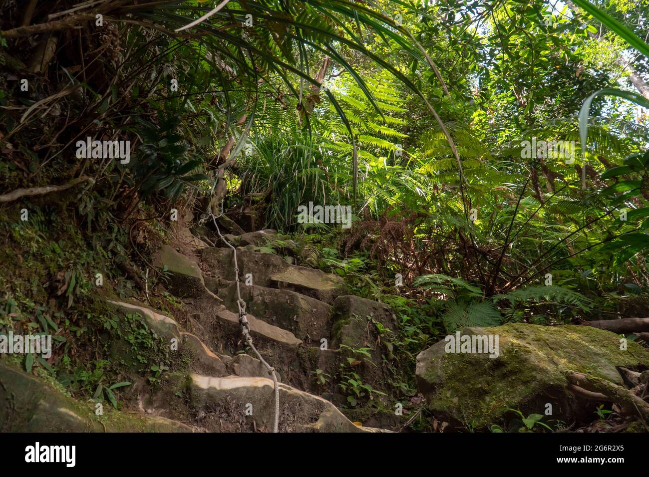 Hiking trail in a mountain forest, rainforest trees with climbing rope and stone strairs between rocks. Gunung Panti, Malaysia Stock Photo