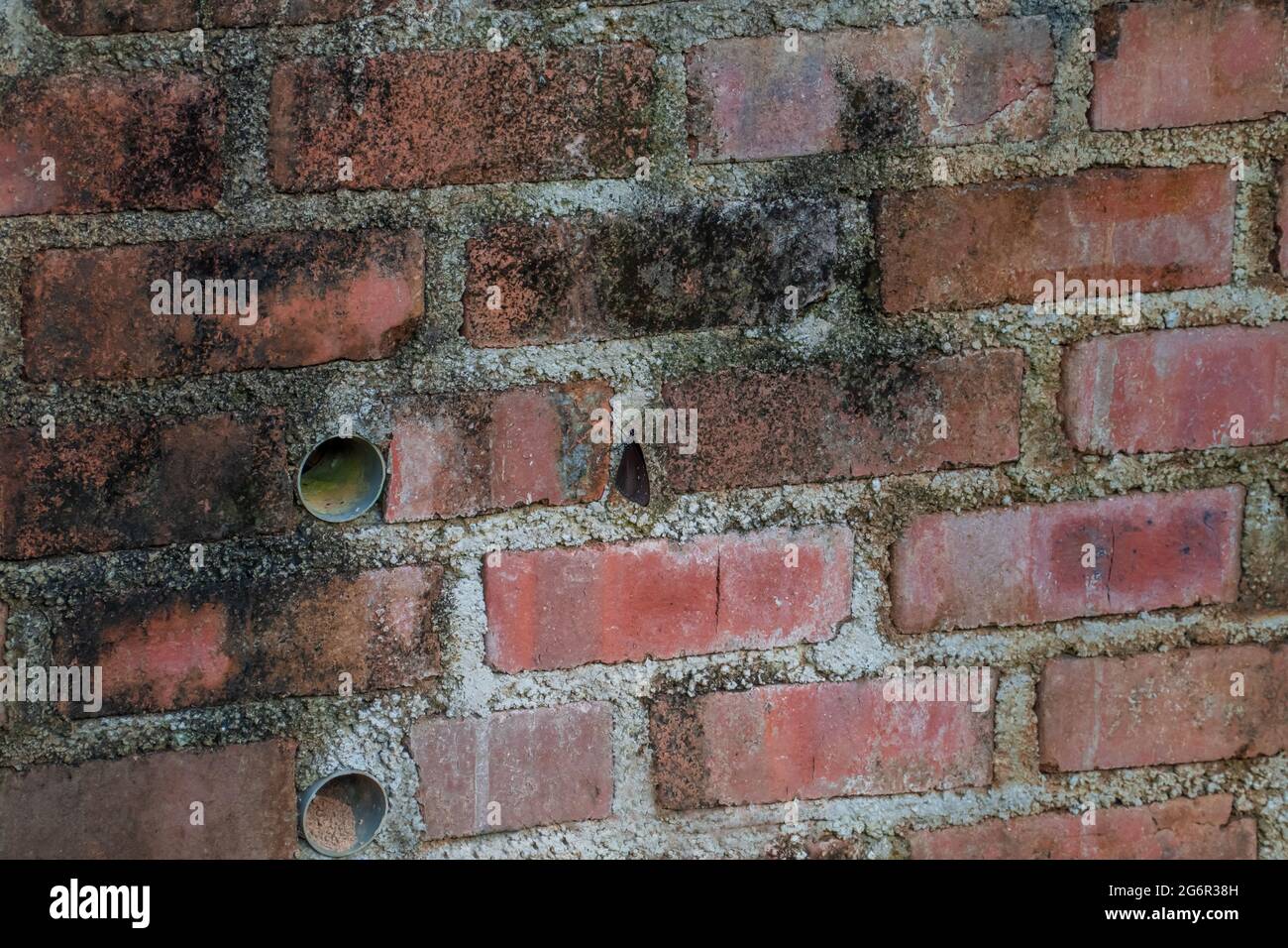 Butterfly on a old vintage brick wall, red brick wall texture background Stock Photo