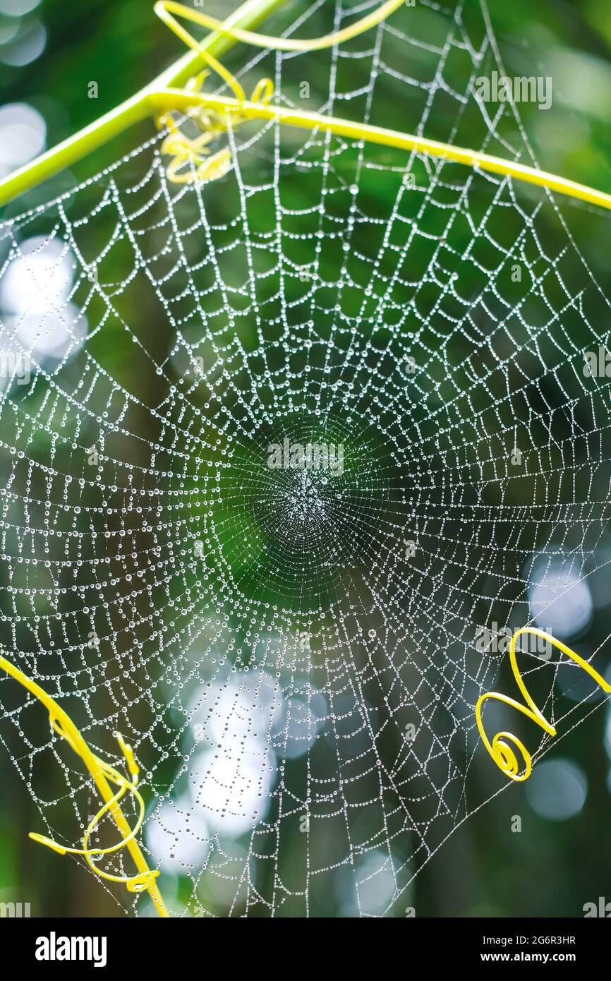 Dew drops on spider web (cobweb) closeup with green background for wallpaper. Stock Photo