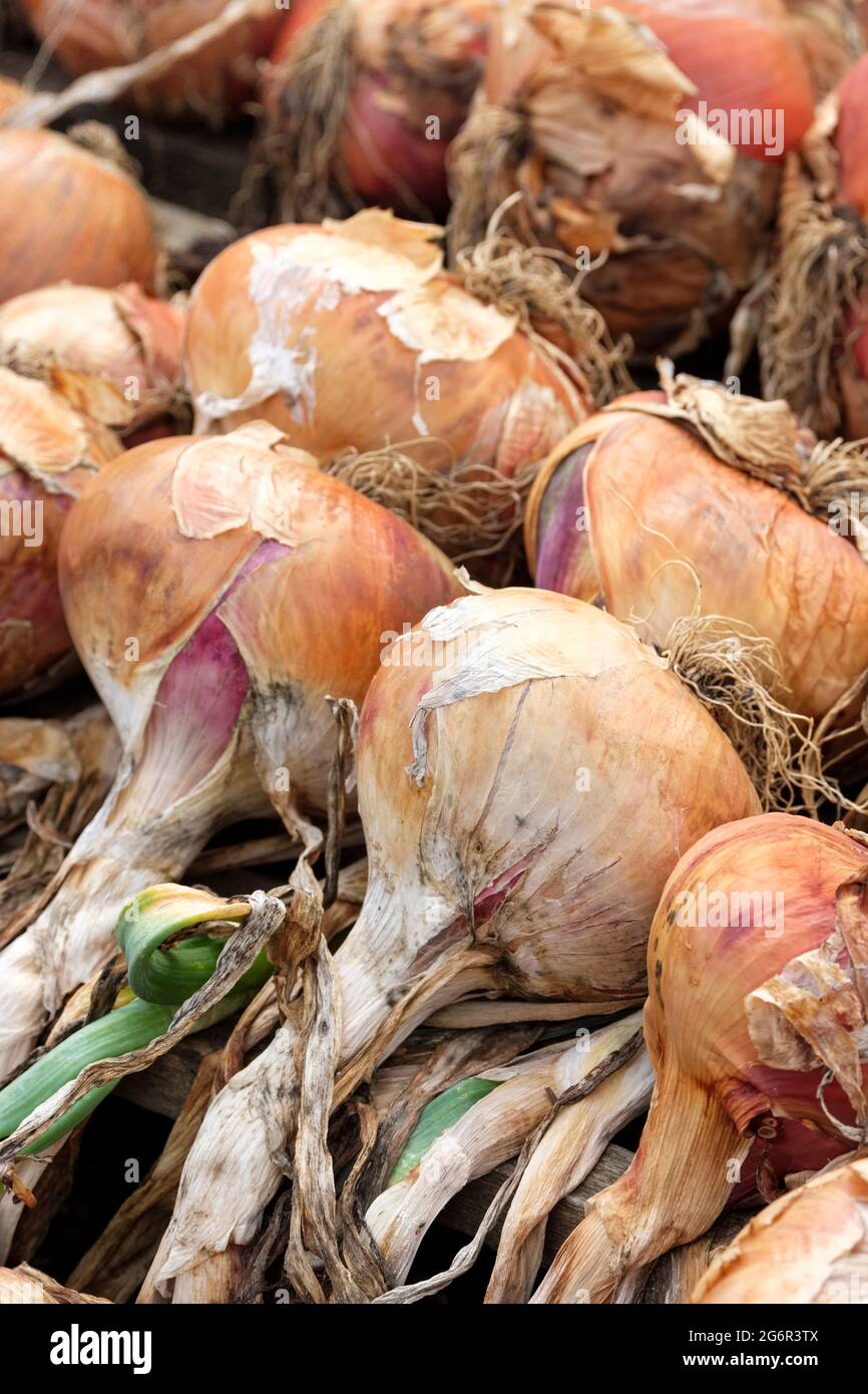 Onion 'Isobel Rose'. Pink globe onions drying after harvesting. Allium cepa 'Isobel Rose'. Curing Onions Stock Photo