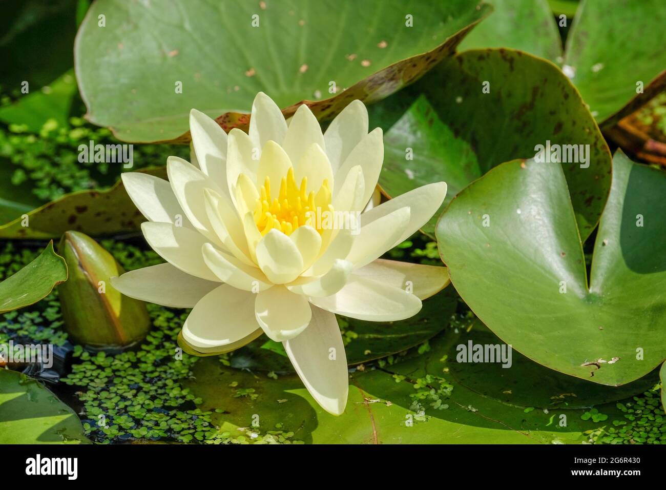 Nymphaea 'Gold Medal', hardy water lily. Single yellow double bloom, growing in a pond. Waterlily 'Gold Medal'. Stock Photo