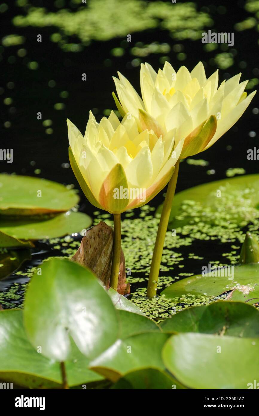 Water lily 'Joey Tomocik' . Nymphaea 'Joey Tomocik'. Deep yellow flowers protrude from the surface of a pond Stock Photo