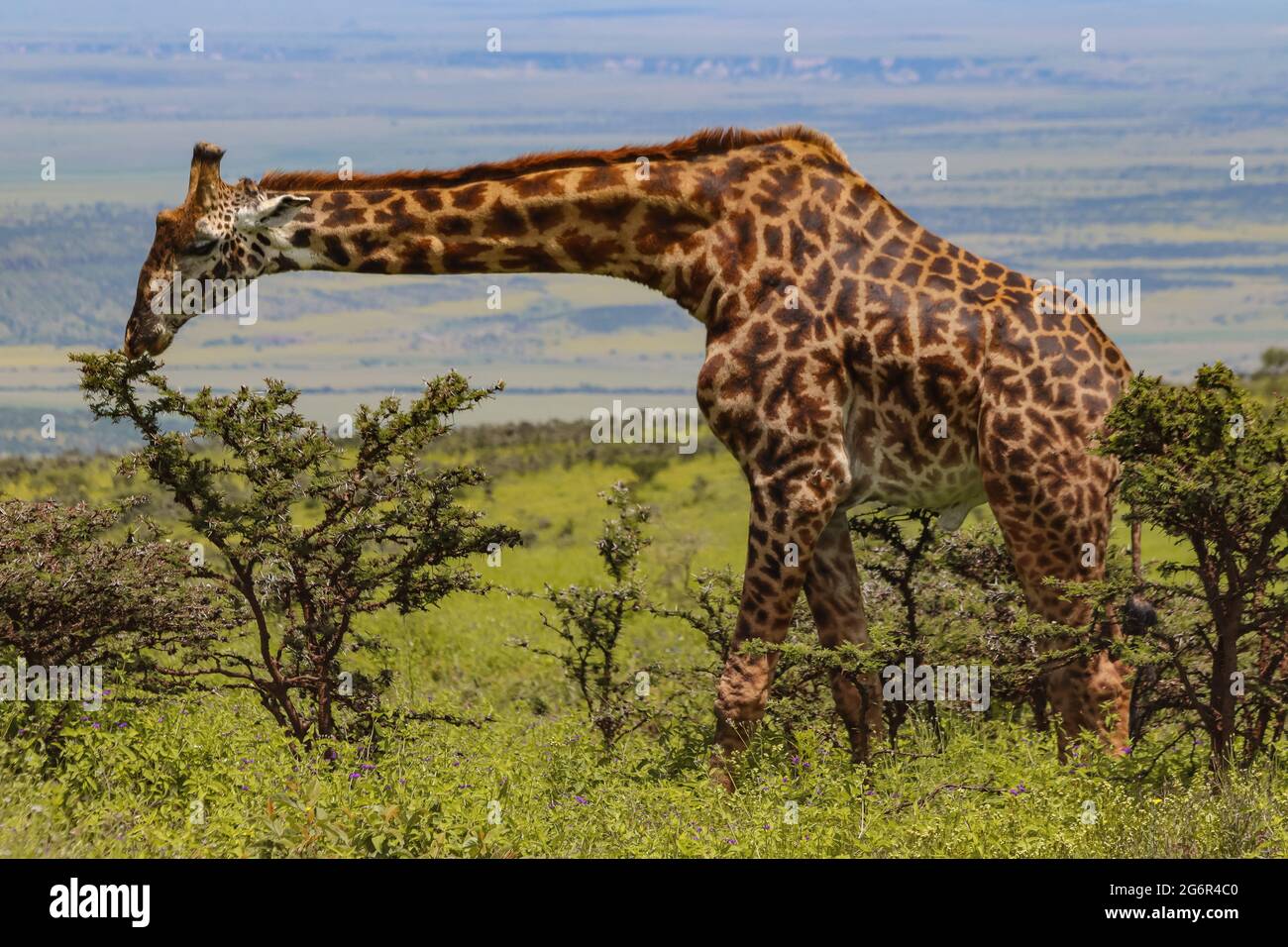 Giraffe Eating Plants High Resolution Stock Photography and Images - Alamy