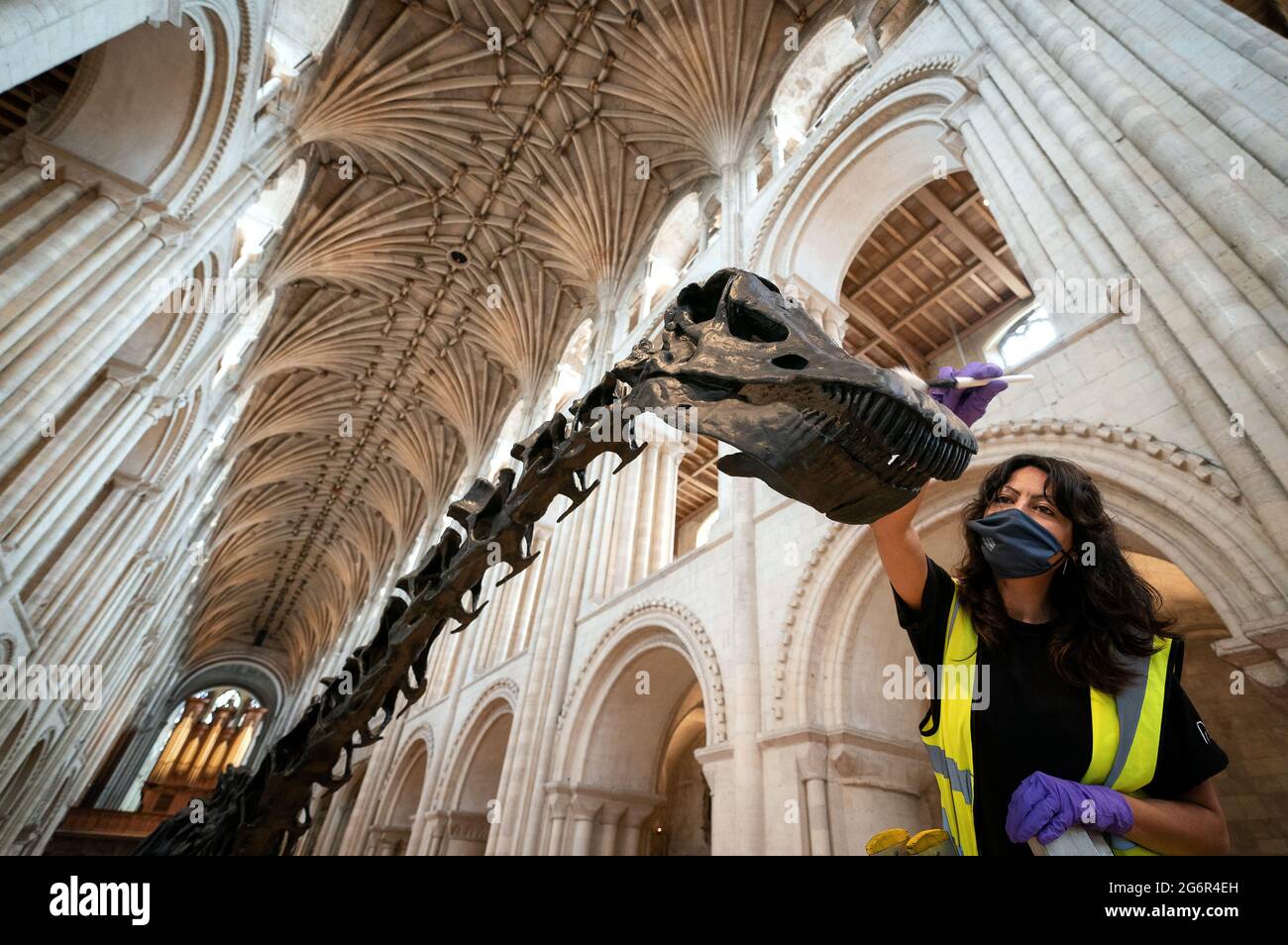 Exhibition coordinator Noemi Moran cleans the head of Dippy the Diplodocus, the Natural History Museum's famous diplodocus skeleton, before it goes on display to the public at Norwich Cathedral, Norfolk. Picture date: Thursday July 8, 2021. Stock Photo