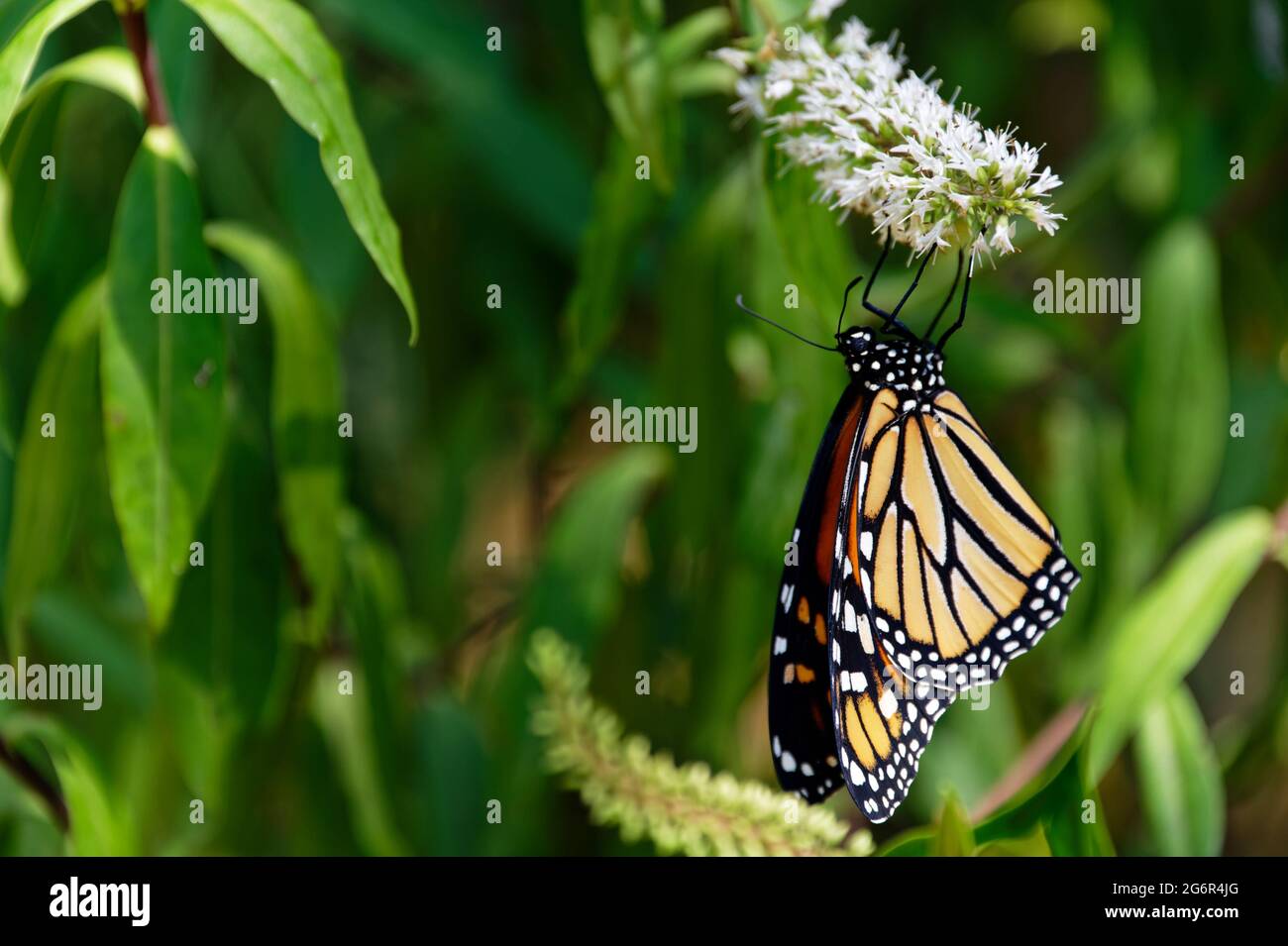 A white hebe flower has a monarch butterfly hanging on it Stock Photo