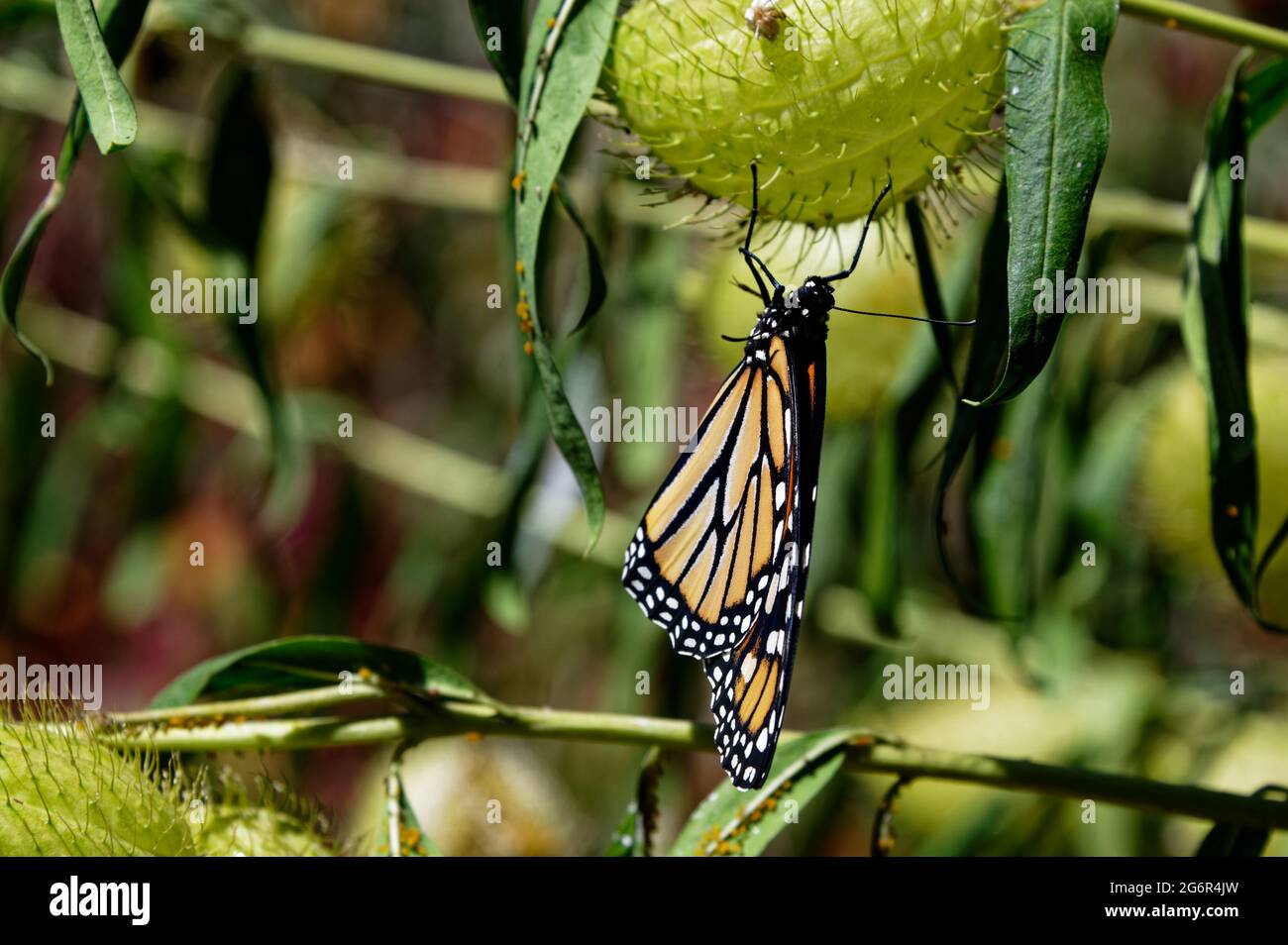 A monarch butterfly is hanging upside down on the seed pod of a milkweed plant Stock Photo