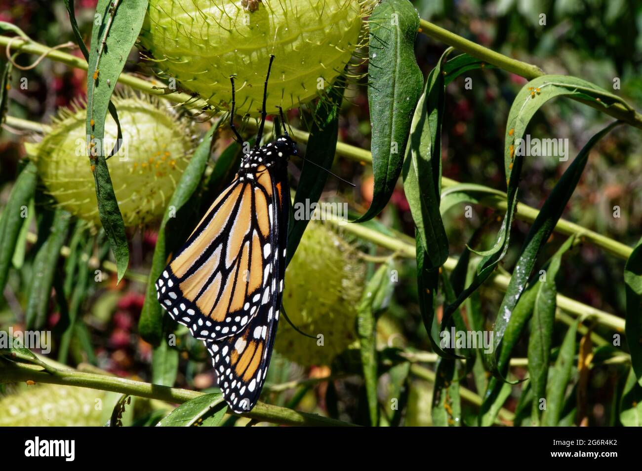 A monarch butterfly is hanging on a milkweed seed pod Stock Photo