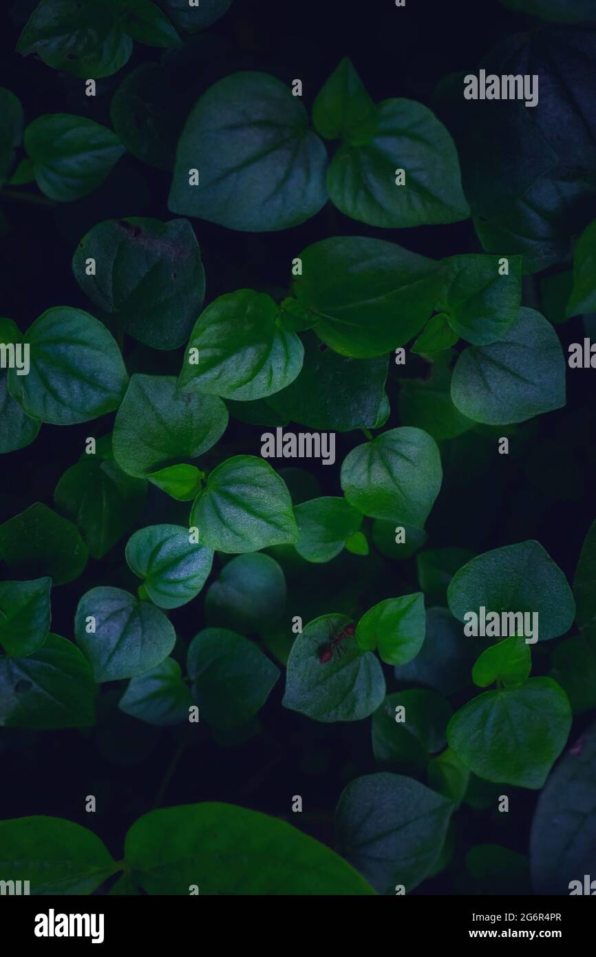 Green leaves pattern background, Natural background for the wallpaper ...