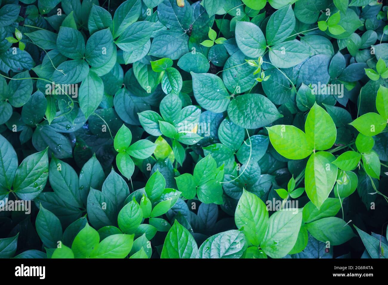 Green leaves pattern background, Natural background for the wallpaper ...