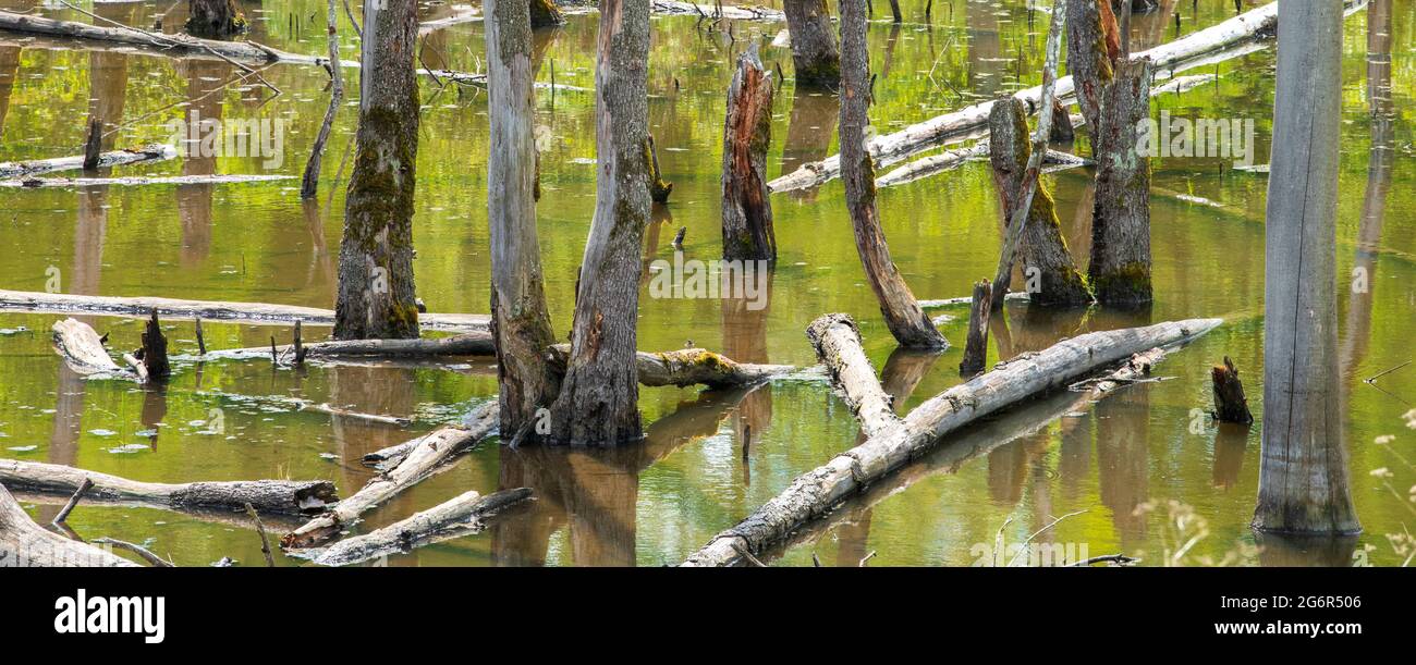 Biotope with tree stumps in the water Stock Photo