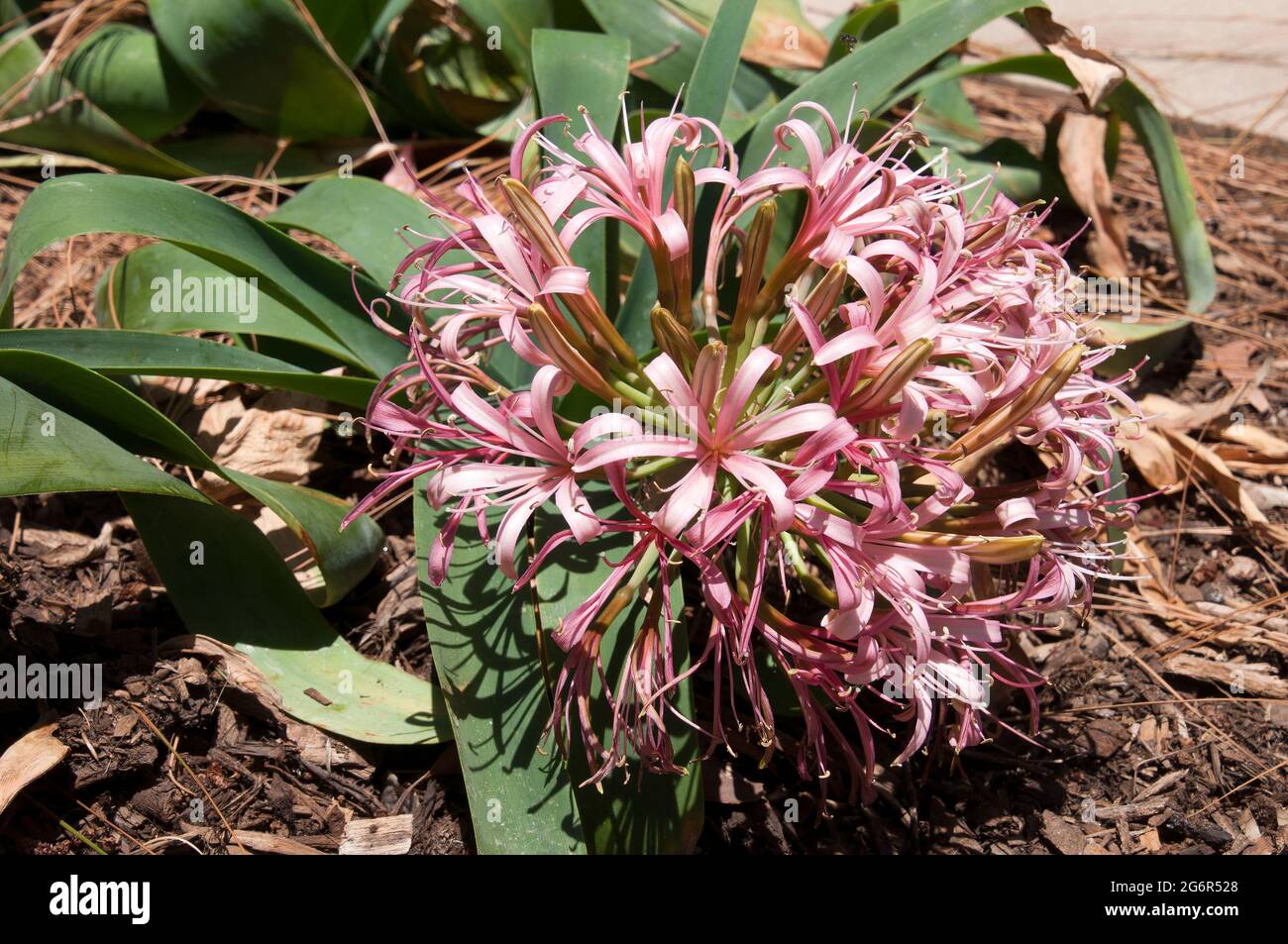 Sydney Australia, flowerhead of an ammocharis coranica or sore eye flower Stock Photo