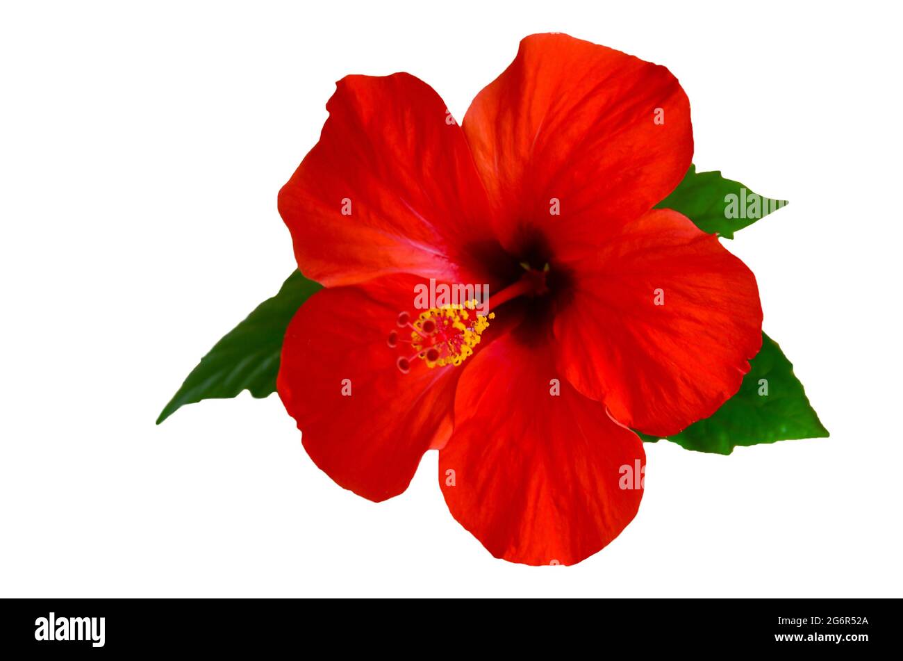 red hibiscus flower isolated on white background Stock Photo Alamy