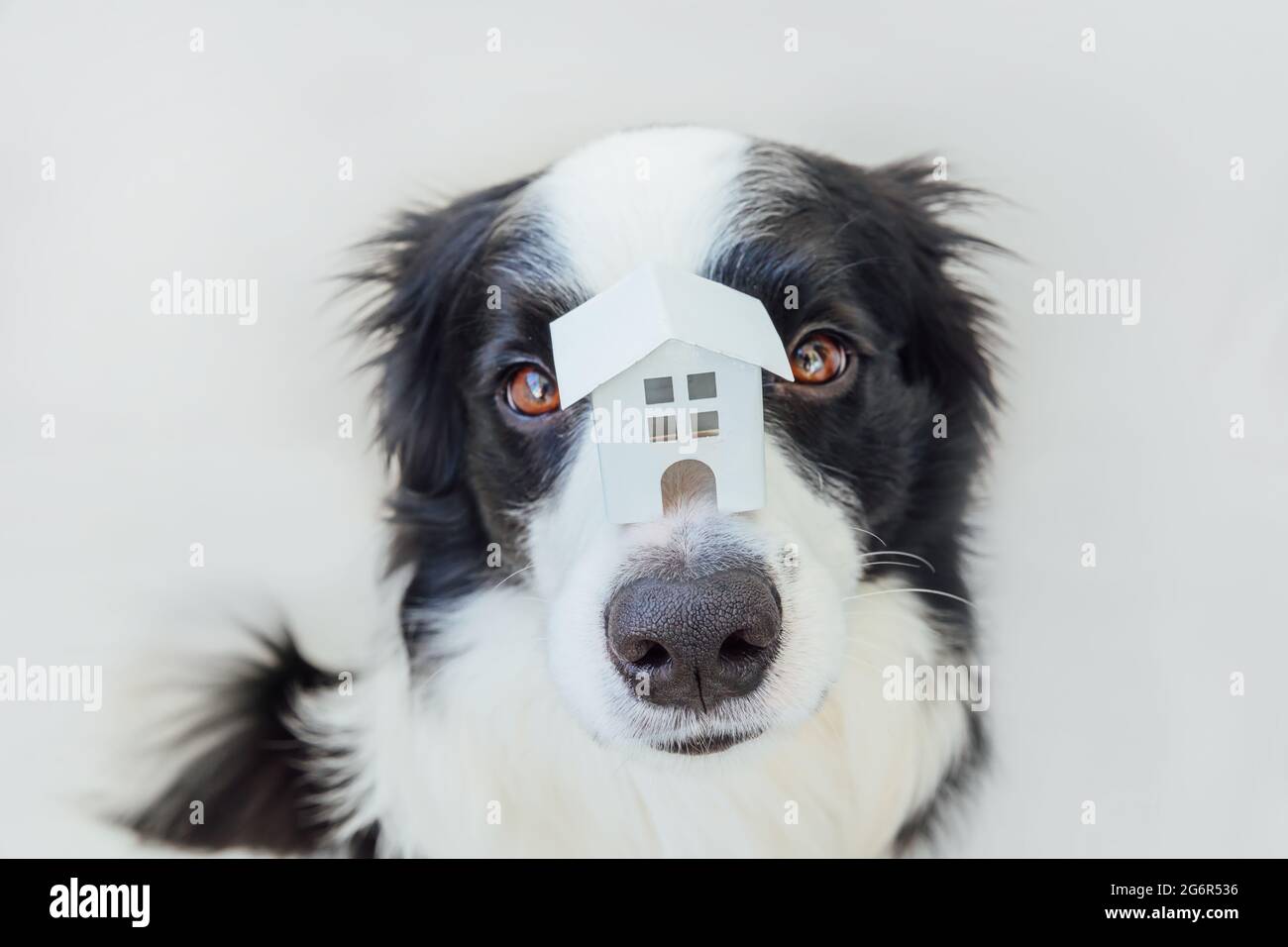 милые собачки в приюте. адаптация собаки. адаптация щенка. не социализированная собака. рекомендации адаптация собак из приюта.