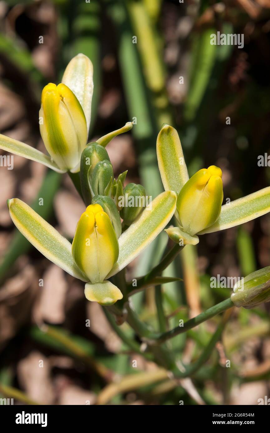 Sydney Australia, flowers of a albuca setosa or fibrous slime lily Stock Photo