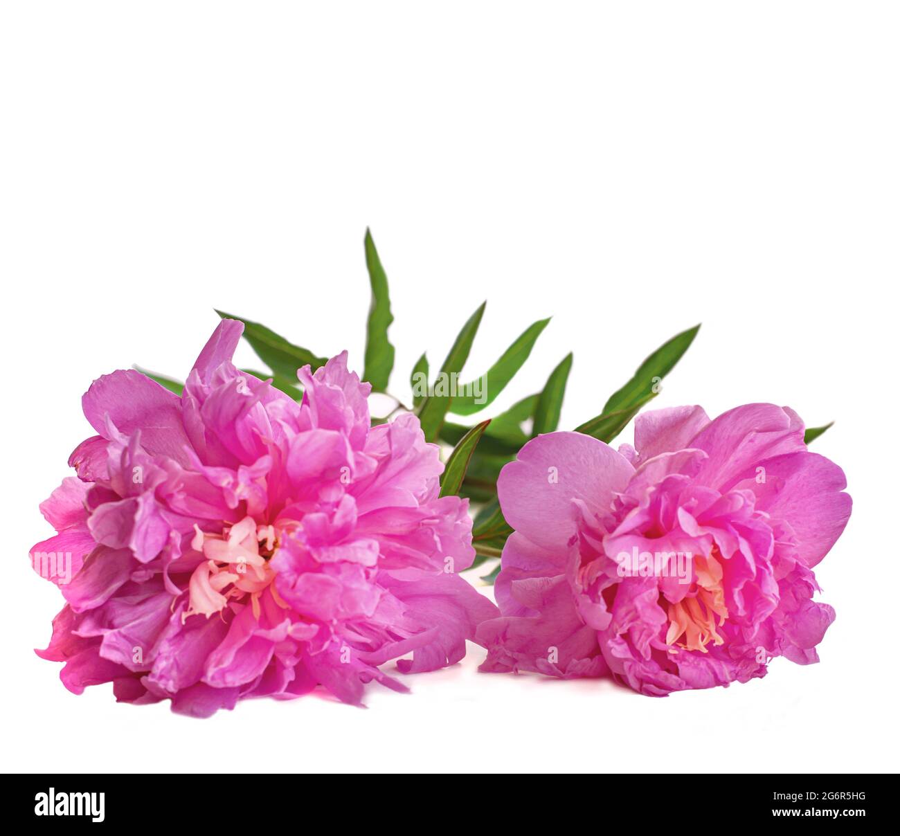 Pink Peonies isolated on white background. Two flowers lie on windowsill. Stock Photo