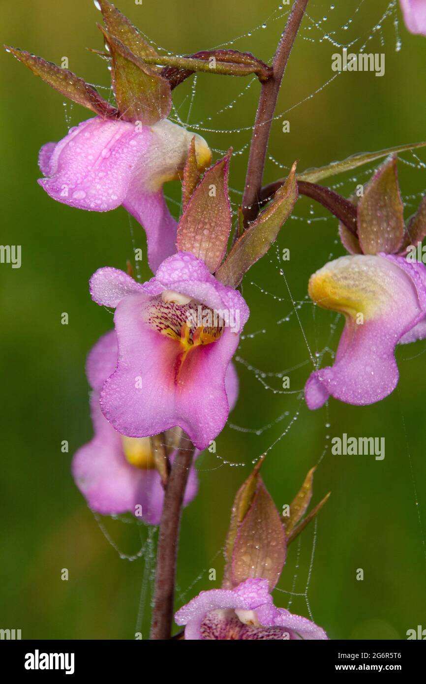 The flower of the Foxglove Orchid has evolved to specifically attract insects to pollinate the plant. The pollinia are shaped to be very accurate Stock Photo