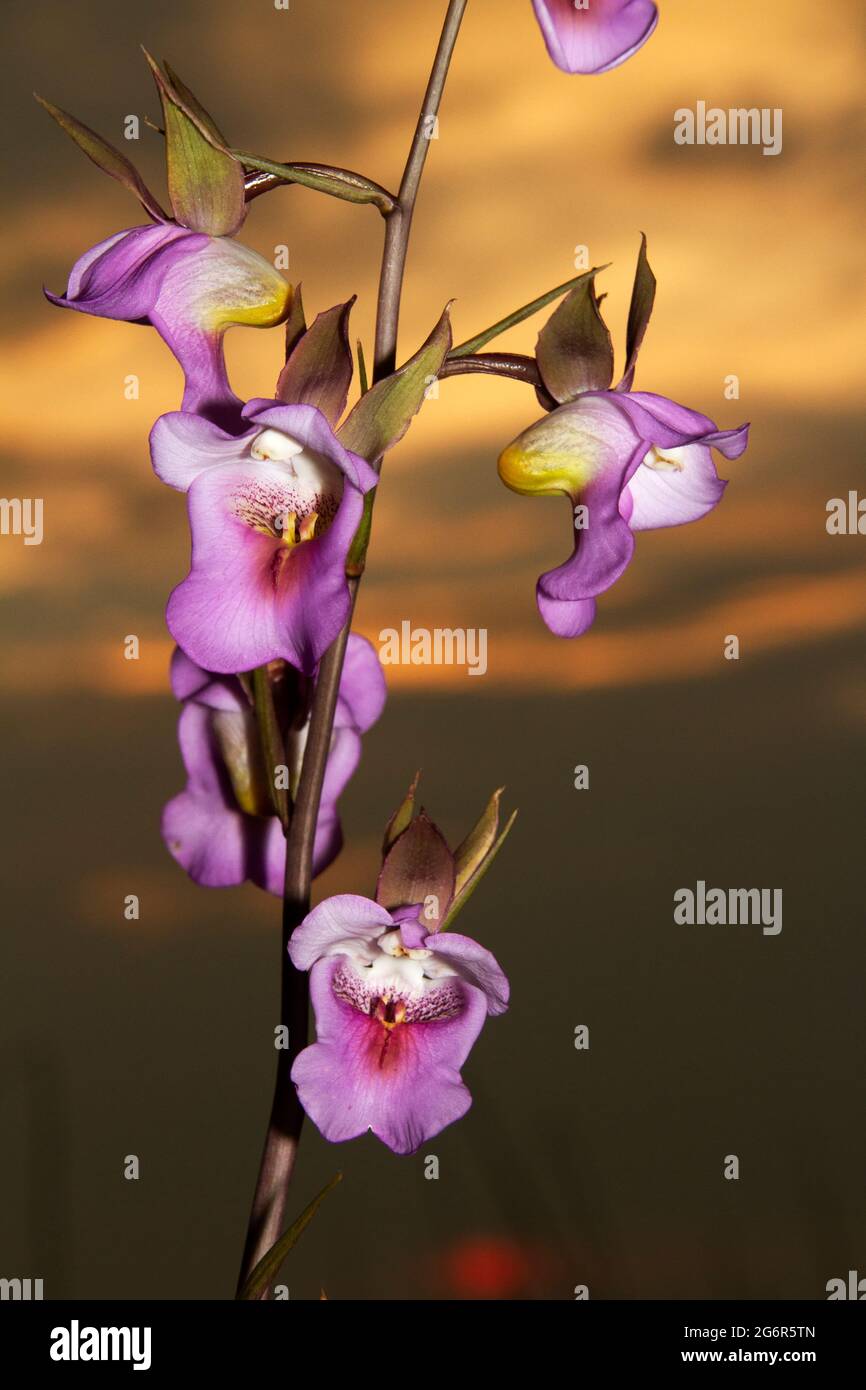 The flower of the Foxglove orchid has evolved to specifically attract insects to pollinate the plant. The pollinia are shaped to be very accurate Stock Photo