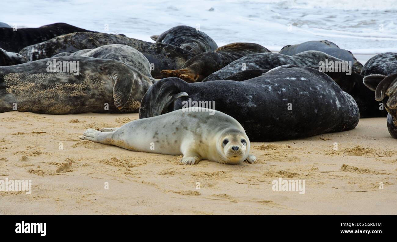 Grey Seal Pup with adult seals behind at Horsey Gap Norfolk. Stock Photo