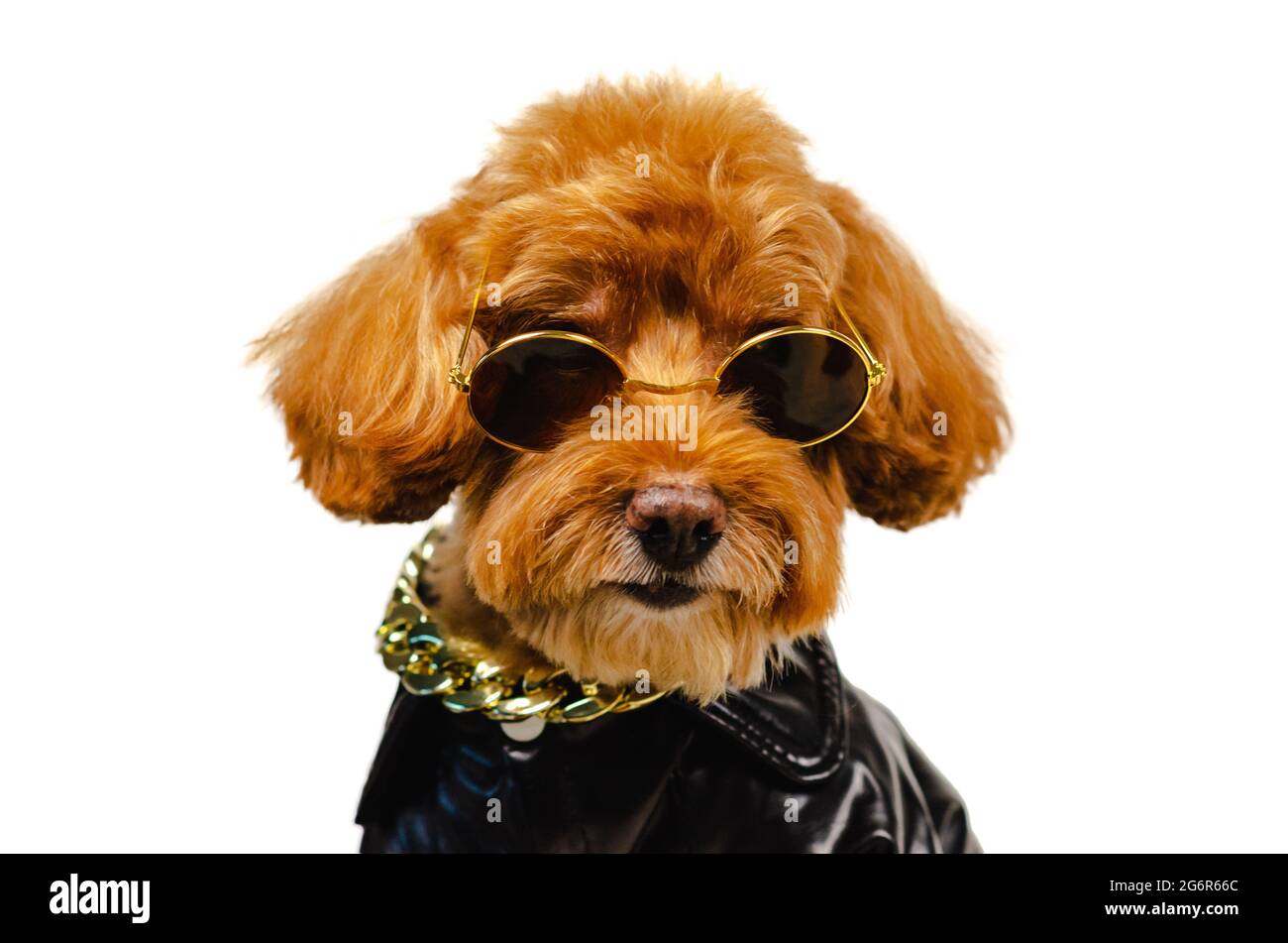 Brown Poodle Jacket Brown Poodle Jacket